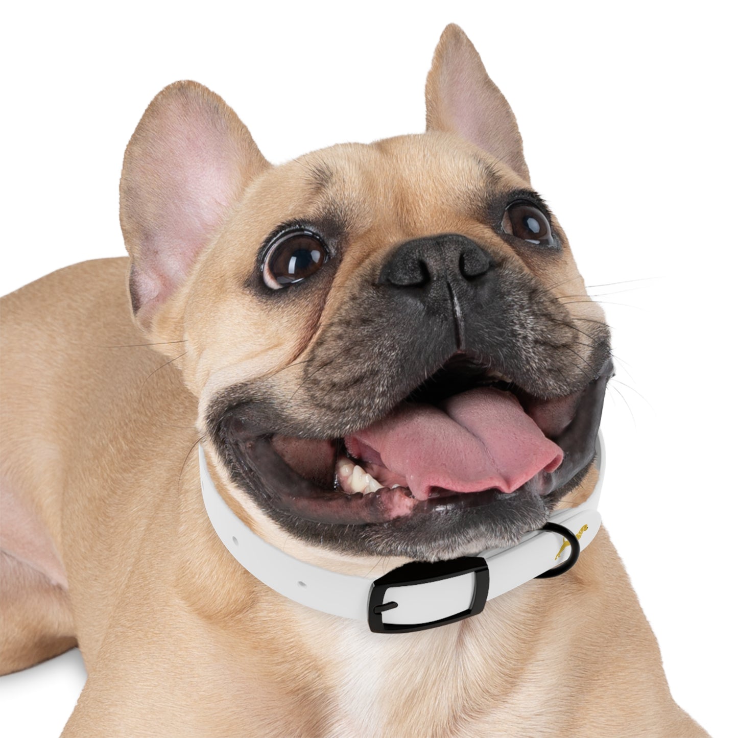 Unleashed Life Little Yellow Dog Collar